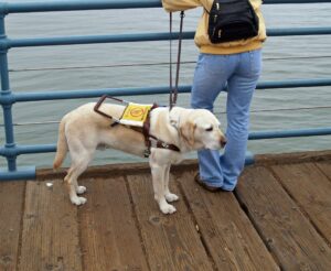 Assistance Dogs: The Refusals That Are Still Illegal