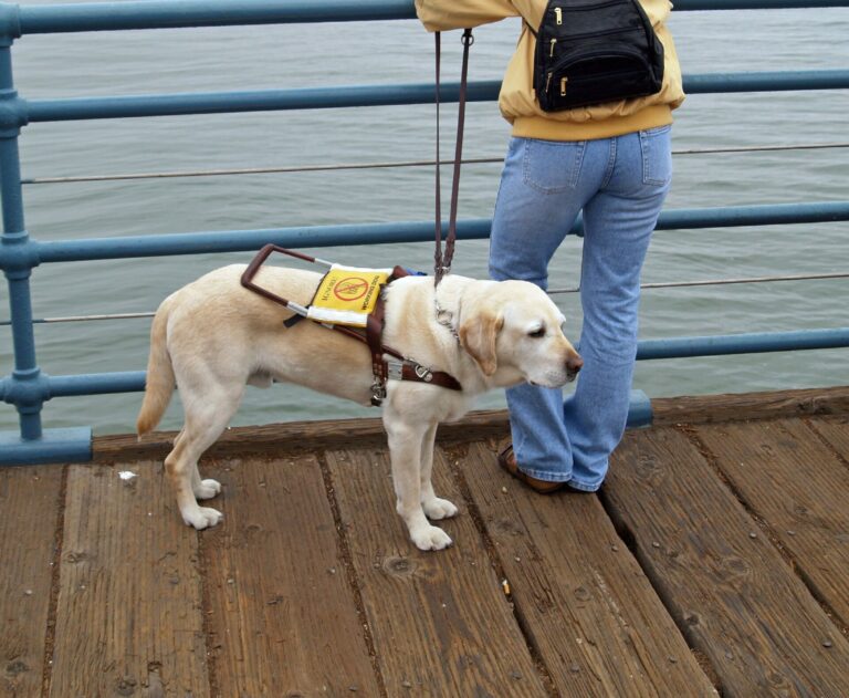 Assistance Dogs: The Refusals That Are Still Illegal